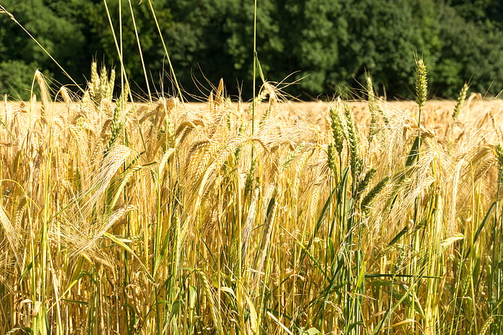 Getreide, Feld, Bauer, Weizen, Landwirtschaft, Ernte, Korn