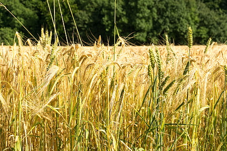 spannmål, fältet, Bauer, vete, jordbruk, skörd, Grain
