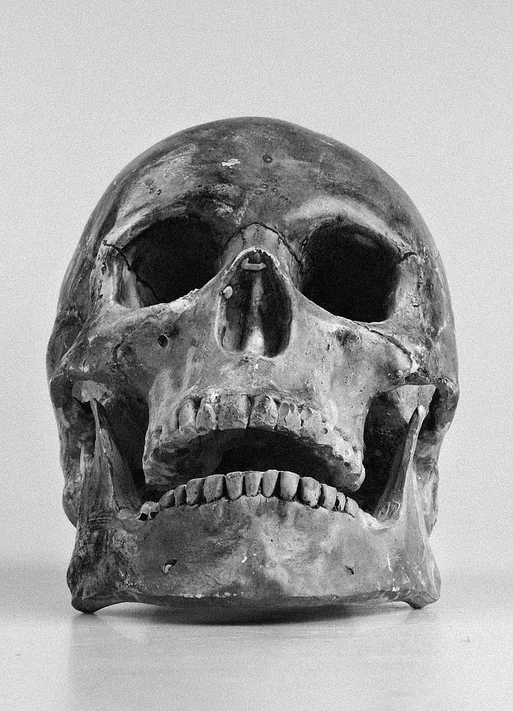 cráneo, Color, dientes, cráneo humano, blanco y negro, hueso humano, conceptos e ideas