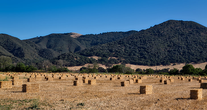 granja, camp de fenc, bales, camp, Prat, Vall, Califòrnia