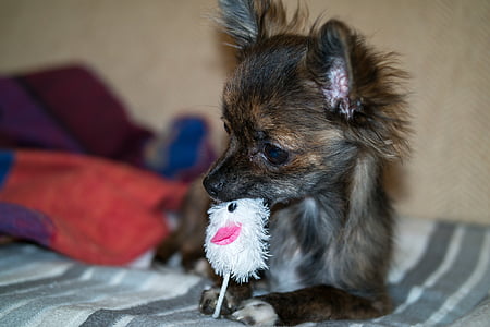 Chihuahua, pas, štene, beba, igračke, pas igračke, igrati