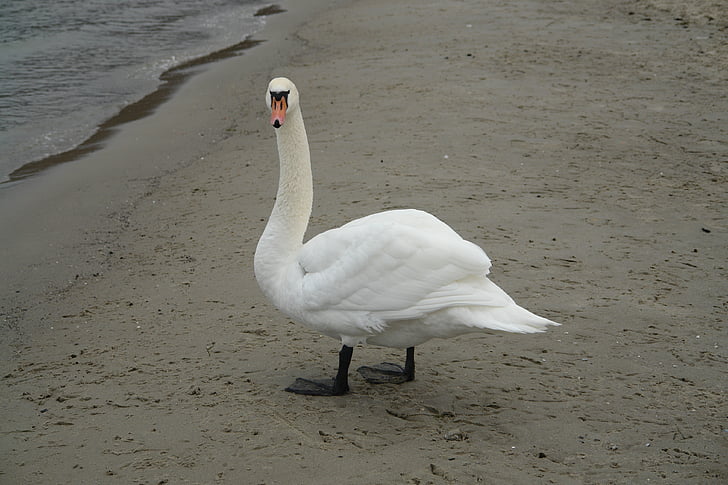 swan, beach, sea, bird, sand, the coast, traces