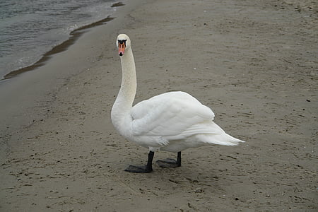 Swan, Beach, more, vták, piesok, pobrežie, stopy