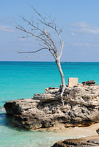 arbre, oceà, Mar, Carib, Sant martin, Índies occidentals, platja