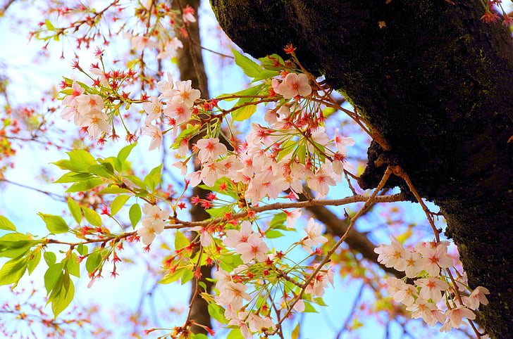 čerešňa, kvitnúce sakury, jar, kvety, Sakura, Japonsko, prírodné