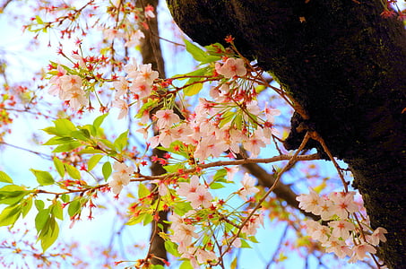Вишня, Вишня цвітіння, Весна, квіти, Сакура, Японія, Природні