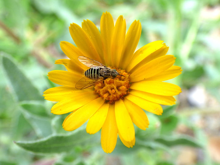 hoverfly, Syrphidae, Libar, Daisy, blomst, falsk hveps, insekt