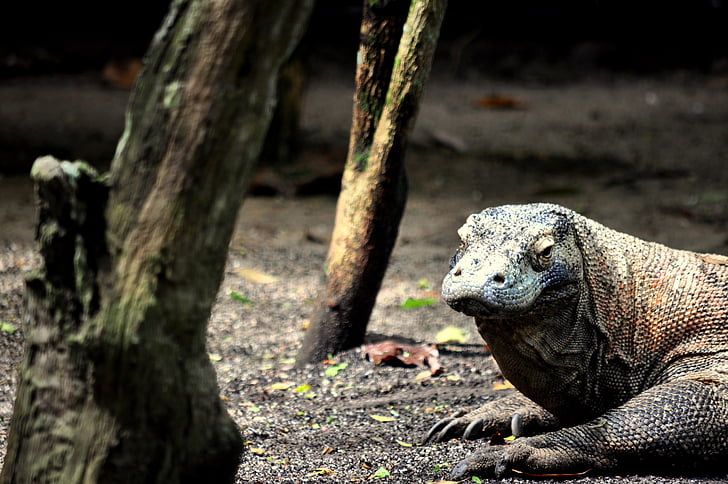 Komodo, naga, Kadal, reptil, liar, Indonesia, Komodoensis