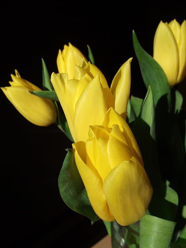 tulipany, wiosna, żółty