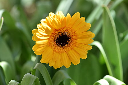 Гербера, квітка, цвітіння, цвітіння, помаранчевий, schnittblume, сад