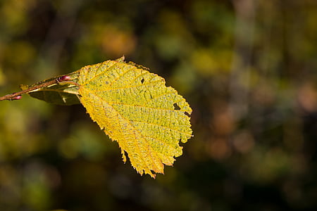 leaf, hazelnut leaf, autumn, discolored, colored, nature, close