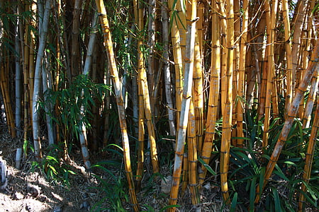 bamboo, trees, nature, green, jungle, growth, tropical