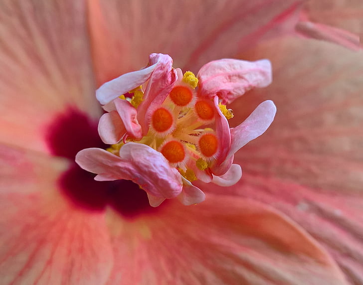 Hibiscus, blomma, makro, skönhet