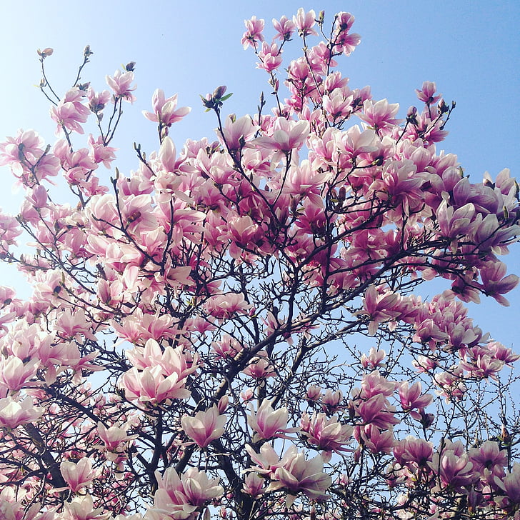 magnolia, spring, flowers, flower, petals, bloom, rosa