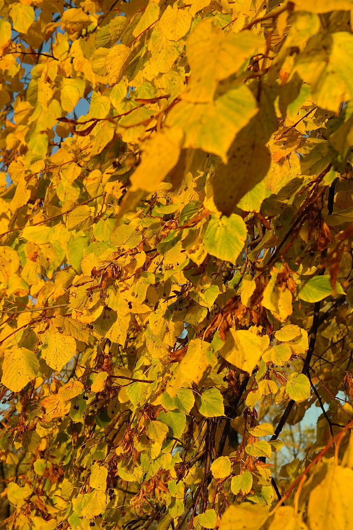 lipovina, calce, albero, fogliame, autunno, giallo, foglio da colorare
