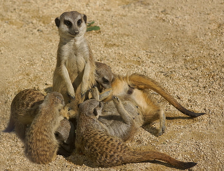 Meerkat, famille, Zoo, animaux, mignon, attention, Groupe