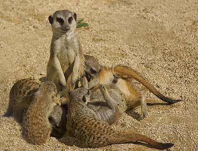 meerkat, familie, dierentuin, dieren, schattig, aandacht, groep