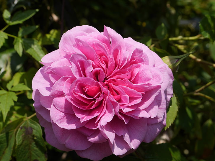 Rózsa, virág, Bloom, Blossom, rózsaszín, növény, Pink rose