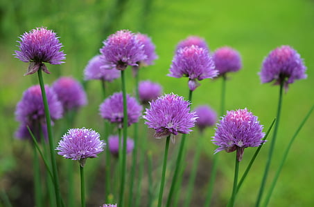 花, 紫色, 花香, 花园, 绽放, 自然, 宏观