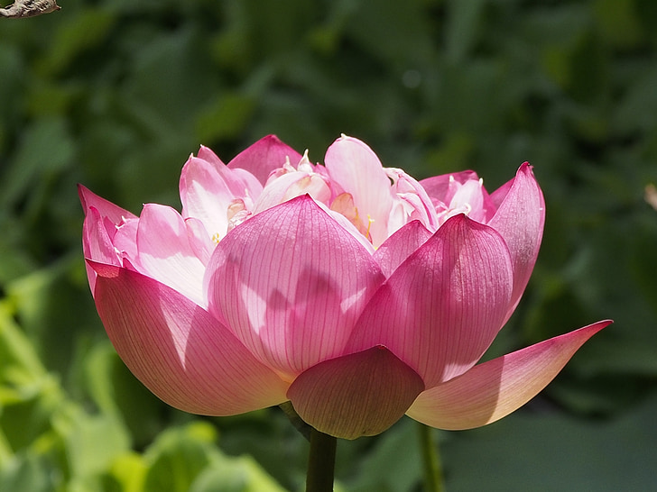 Lotus, saliktu flap, rozā, Bloom