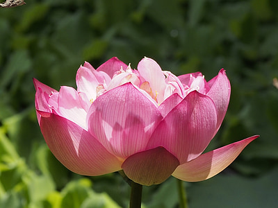 Lotus, falda composto, rosa, Bloom