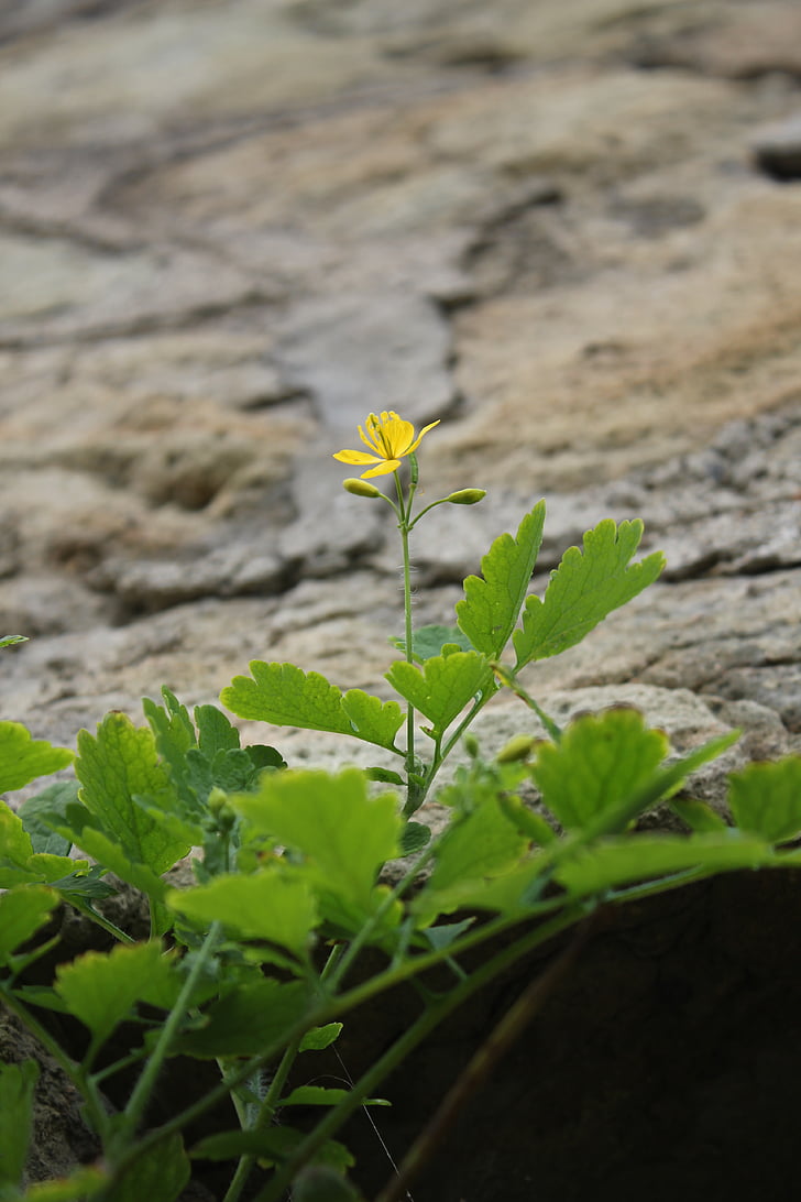 nature, flower, rock, plant, stone, green
