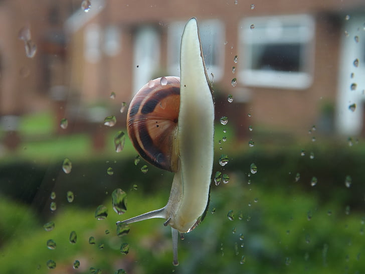 snail, wet, rain, rain drops, nature