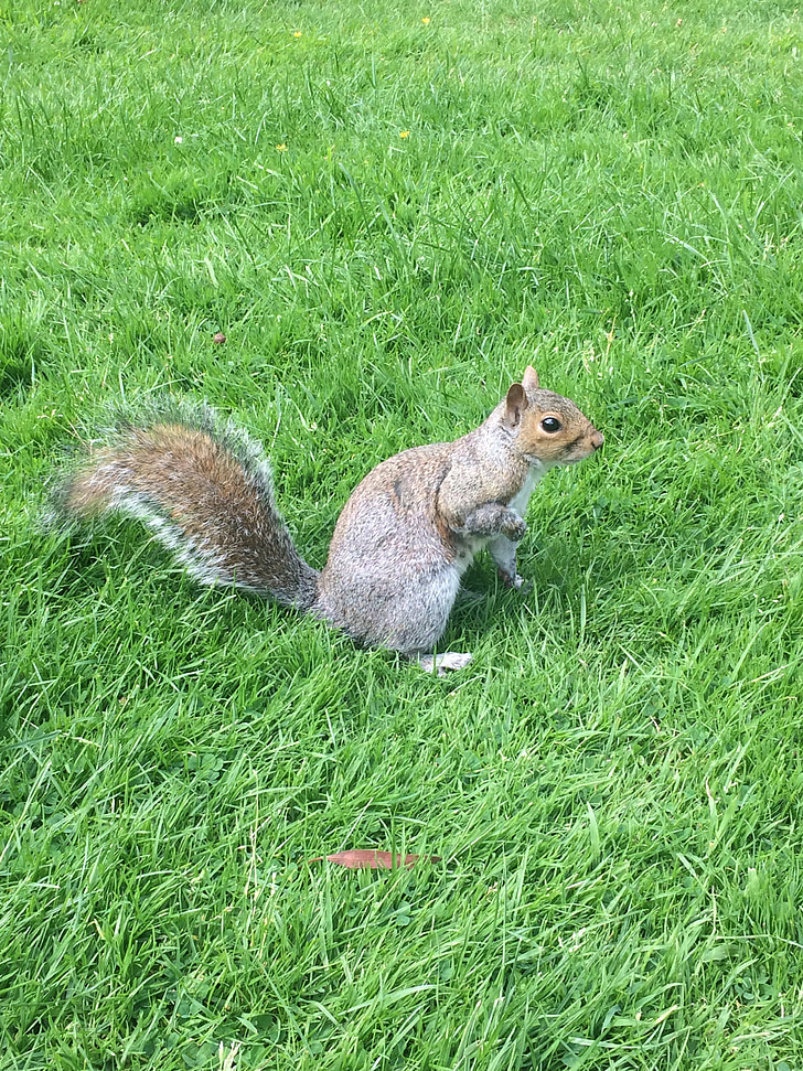 esquilo cinzento, esquilo, Royal botanic garden, Escócia, animal, cinza, cinza