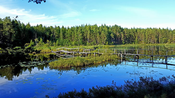 vandens, miško, ežeras, – Västmanland, Švedija, vasaros, medis