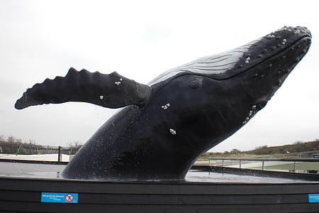 Orka, Wal, vand, havpattedyr, Texel, af EcoMare