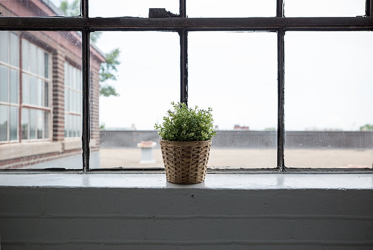 green, potted, plant, photo, daytime, plants, wall e