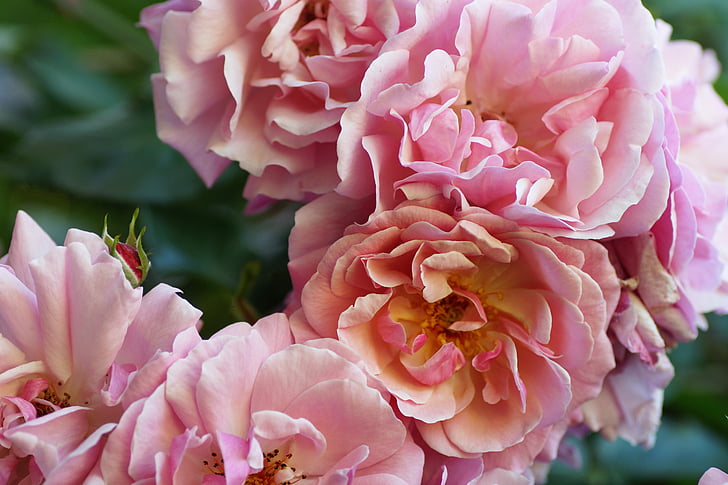 levantou-se, -de-rosa, Verão, roseira, flor rosa, jardim, ricamente de florescência