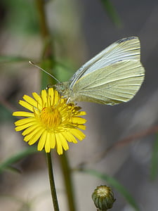 blanqueta kool, vlinder, libar, Paardebloem, Pieris rapae, Witte vlinder, Wild flower