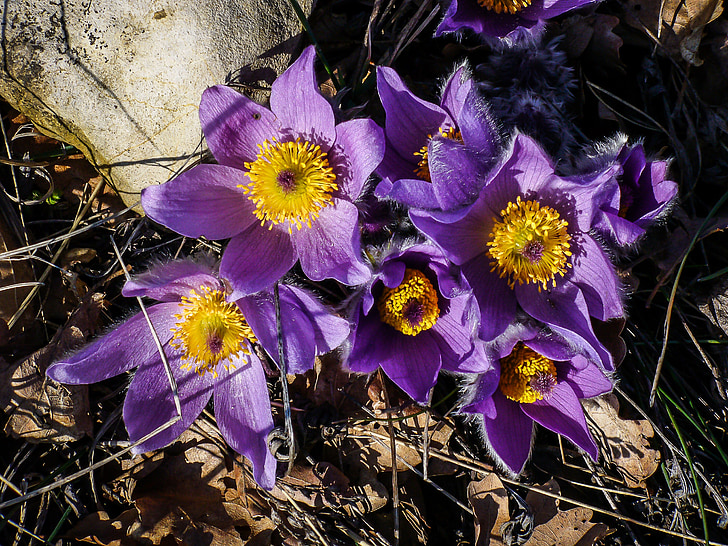 pasqueflower, pulsatilla alpina, pulsatilla, квітка, Альпійські квітка, альпійських pasqueflower