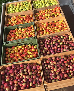 omenat, Harvest, punaisia omenoita, hedelmät, Orchard
