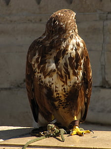 bird, falcon, places of interest, animal, wildlife, bird of Prey, beak