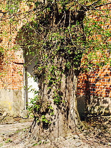 older tree, gnarled, leaves, aesthetic, home, wall, masonry