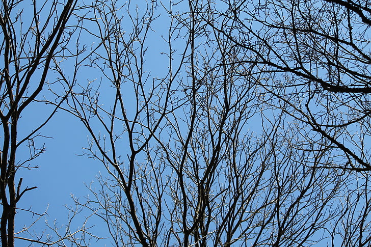 azul, Kahl, árvores, céu, natureza, estética, Inverno