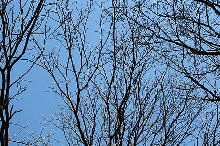 blå, Kahl, träd, Sky, naturen, estetiska, vinter