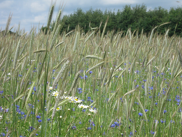 wheatfield, 여름, 자연