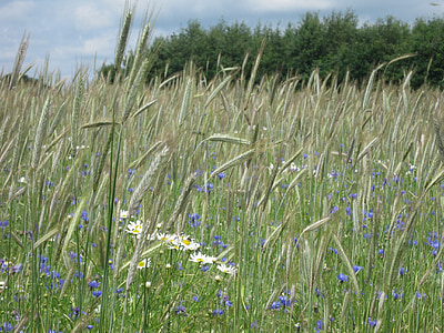 wheatfield, ljeto, priroda