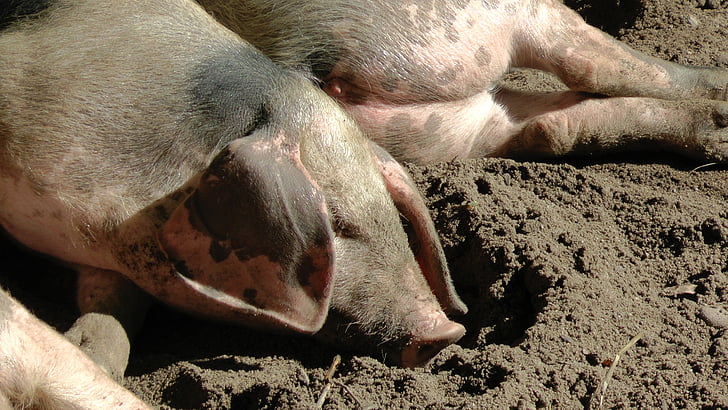 bentheimer country pig, sow, pigs, bunte bentheimer pigs, piglet, sleep, relaxed