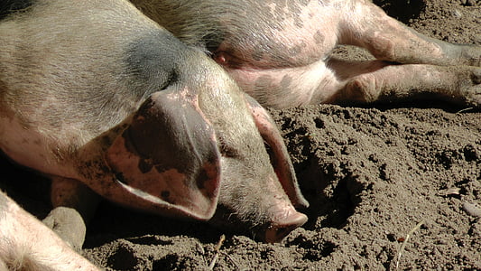 porco do país Bentheimer, porca, porcos, Bunte bentheimer porcos, Leitão, sono, relaxado