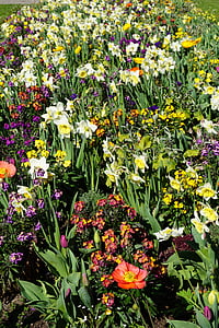 gėlė, pavasarį, žiedų, žydėti, augalų, Gamta, žalia