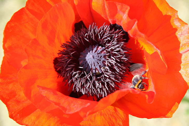 poppy, blossom, bloom, plant, bee, red, spring