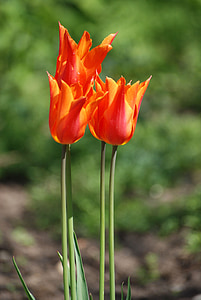 Tulipa, taronja, flor, pètal, flor, primavera, planta
