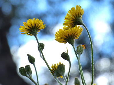 Одуванчик, цветок, желтый цветок, подсветка, pixallit, Природа, Красота в природе