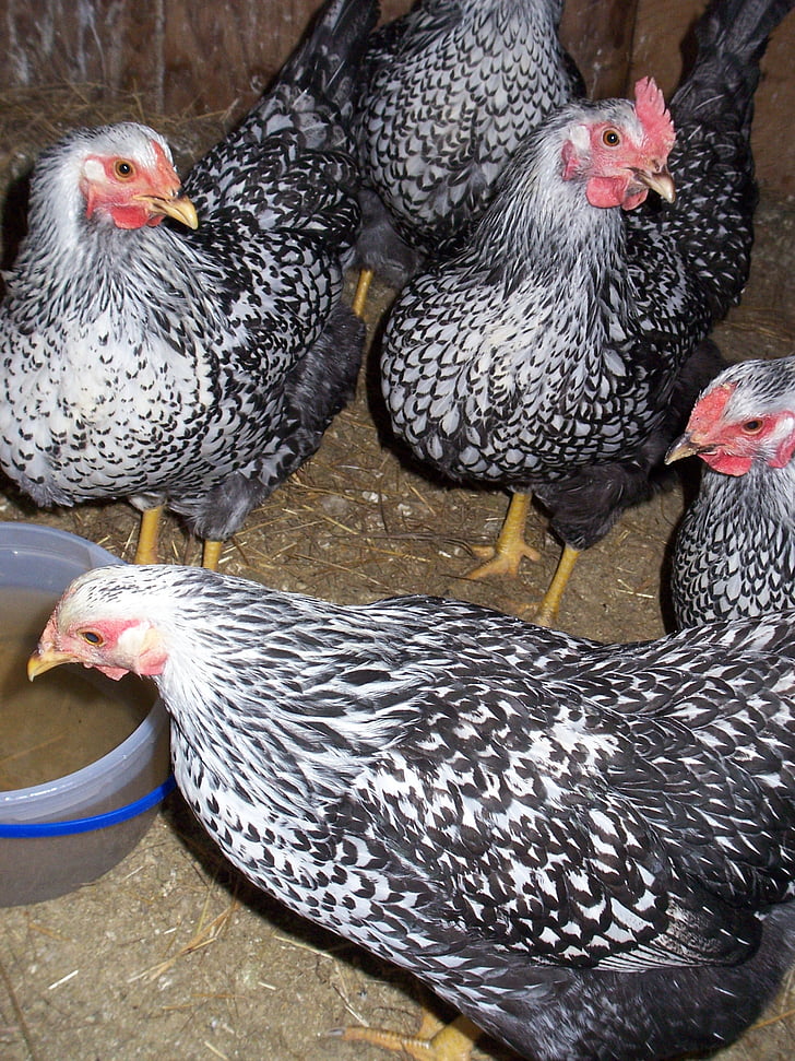 chicken, hen, farm, poultry, livestock, feather, beak