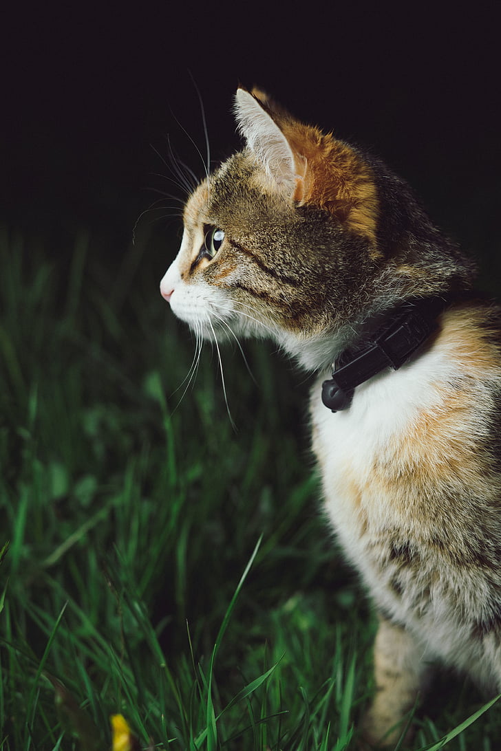 cat, kitten, pet, animal, blur, green, outdoor