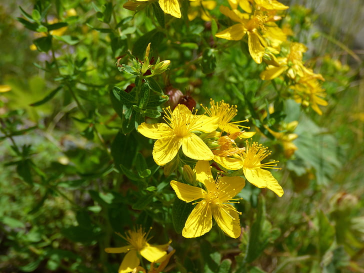 βότανο του Αγίου Ιωάννη, βότανο, άνθος του βουνού, βουνό, Κίτρινο, το καλοκαίρι